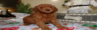 Miniature Poodle Puppy 3 Jingle Bell
