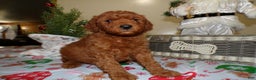 Miniature Poodle dogs for sale: Miniature Poodle Puppy 3 Jingle Bell - Ad 1