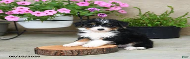 Patches