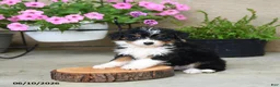 Mini Aussiedoodle dogs for sale: Patches - Ad 1