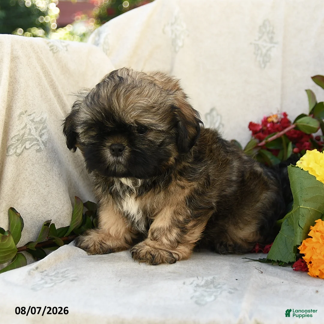 Shih Tzu dogs for sale: Rusty - Ad 2