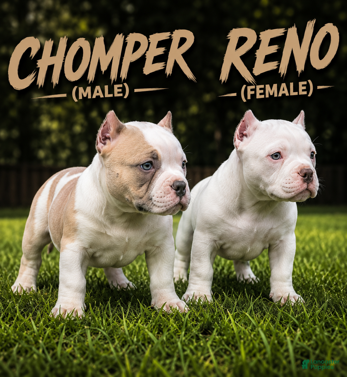 American Bully dogs CHOMPER  - Ad 2