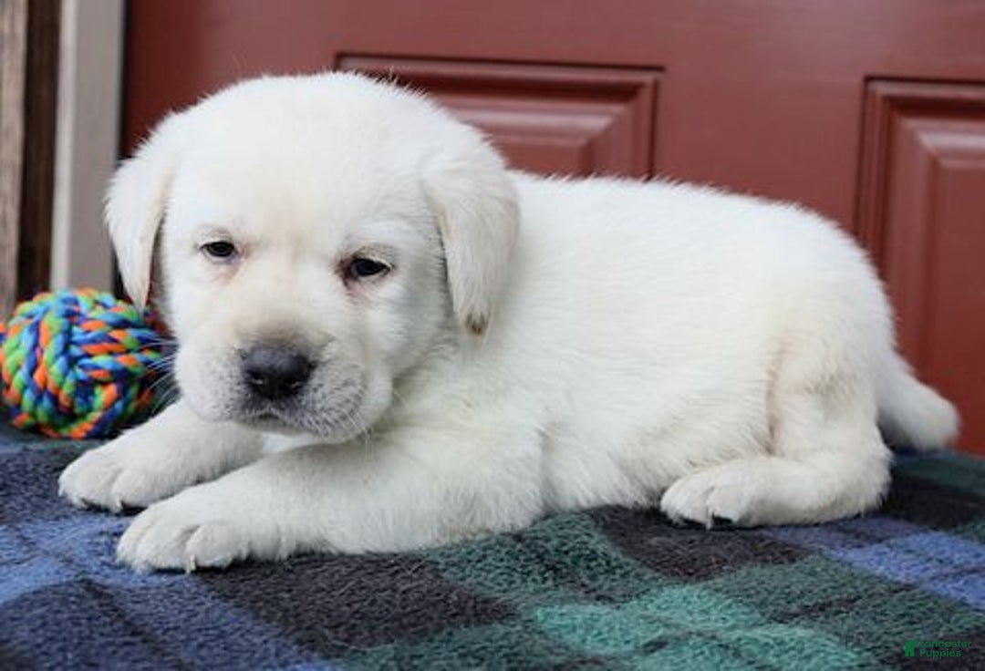 Labrador Retriever dogs for sale: Jackson - Champ lines - Ad 1