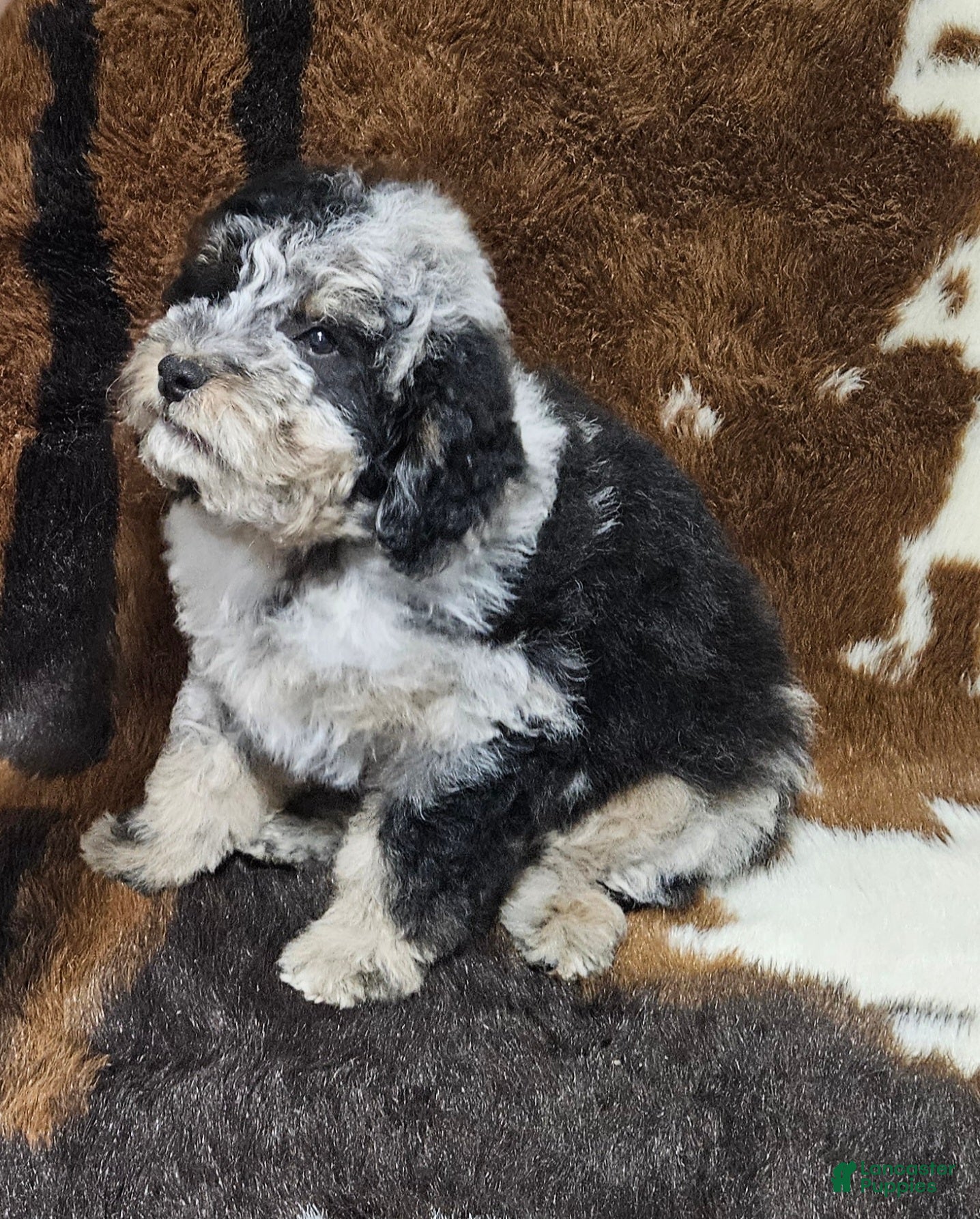 Mini Bernedoodle dogs F1b Lainey - Ad 26