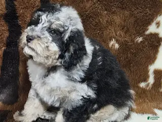 Mini Bernedoodle dogs F1b Lainey - Ad 41
