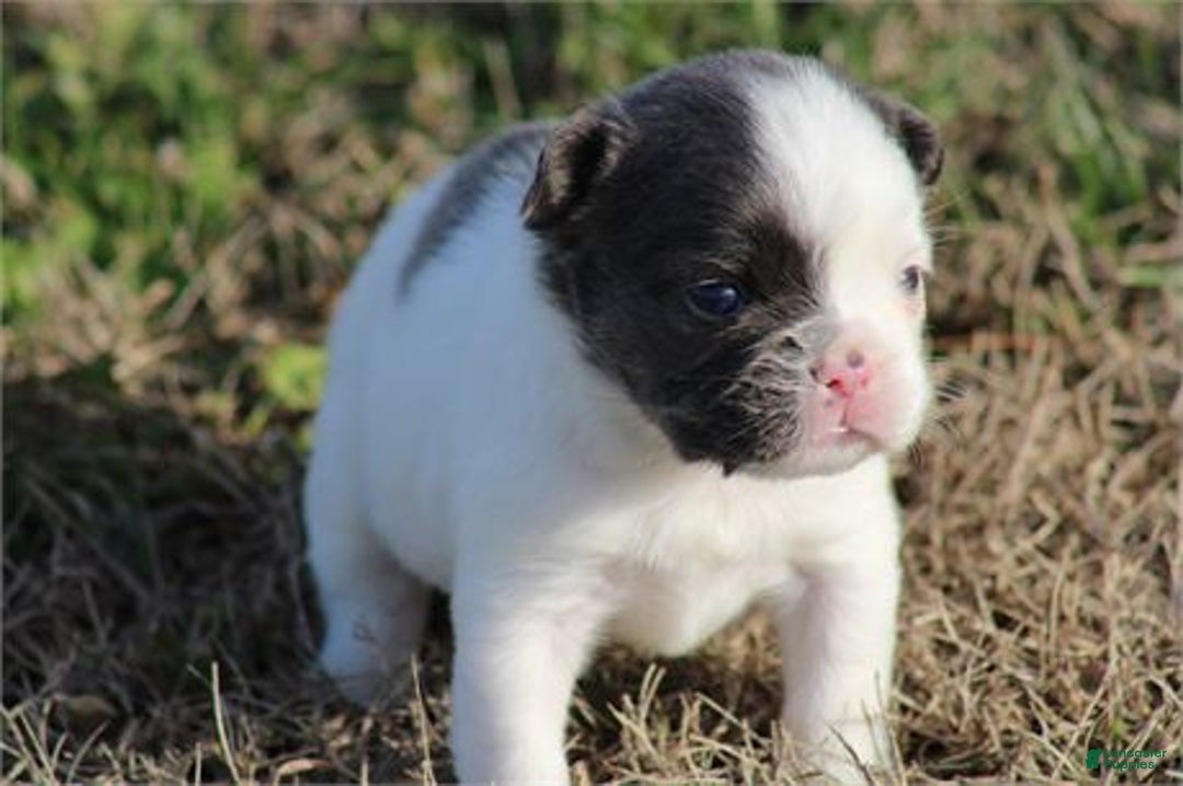French Bulldog dogs for sale: French Bulldog Puppy 1 - Ad 3
