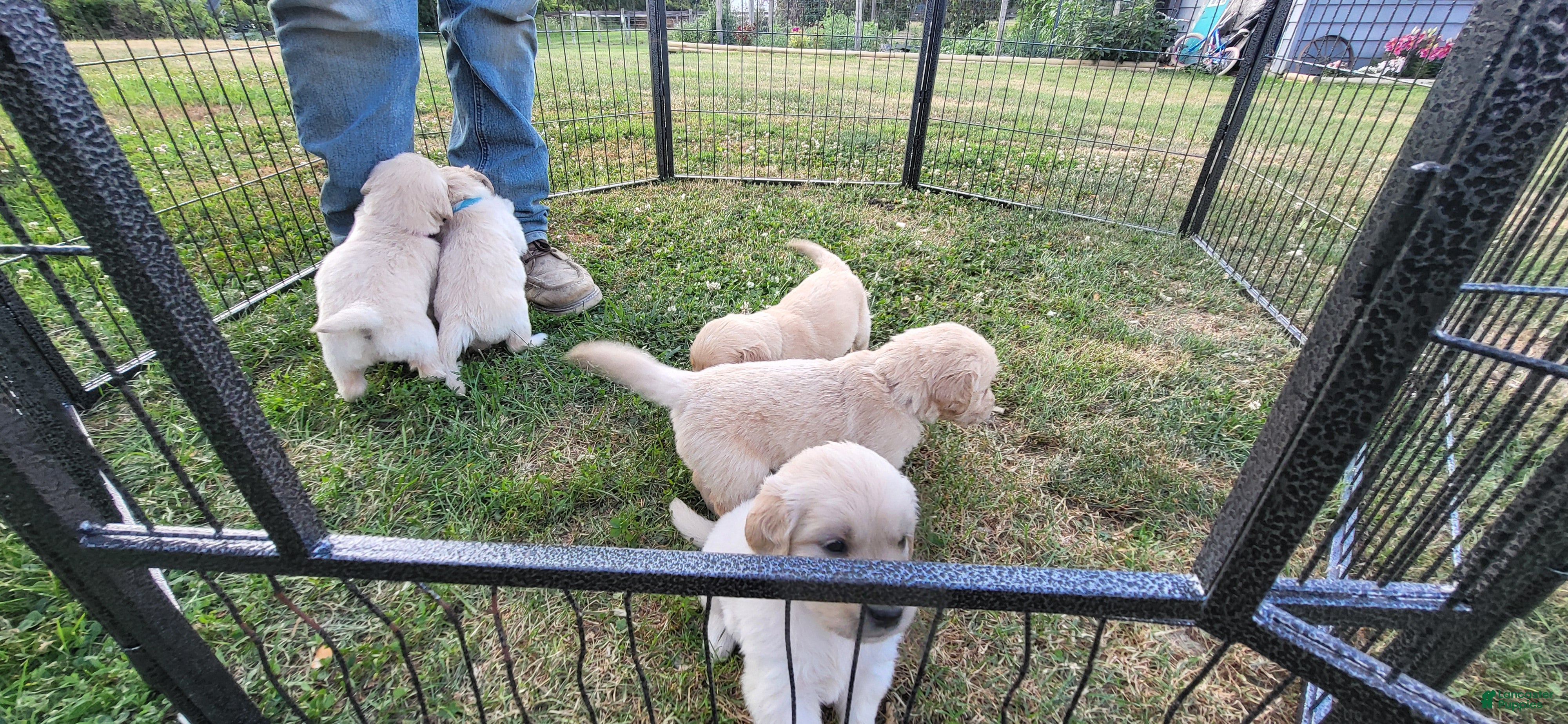 Golden Retriever dogs Golden Retriever 6 - Ad 10