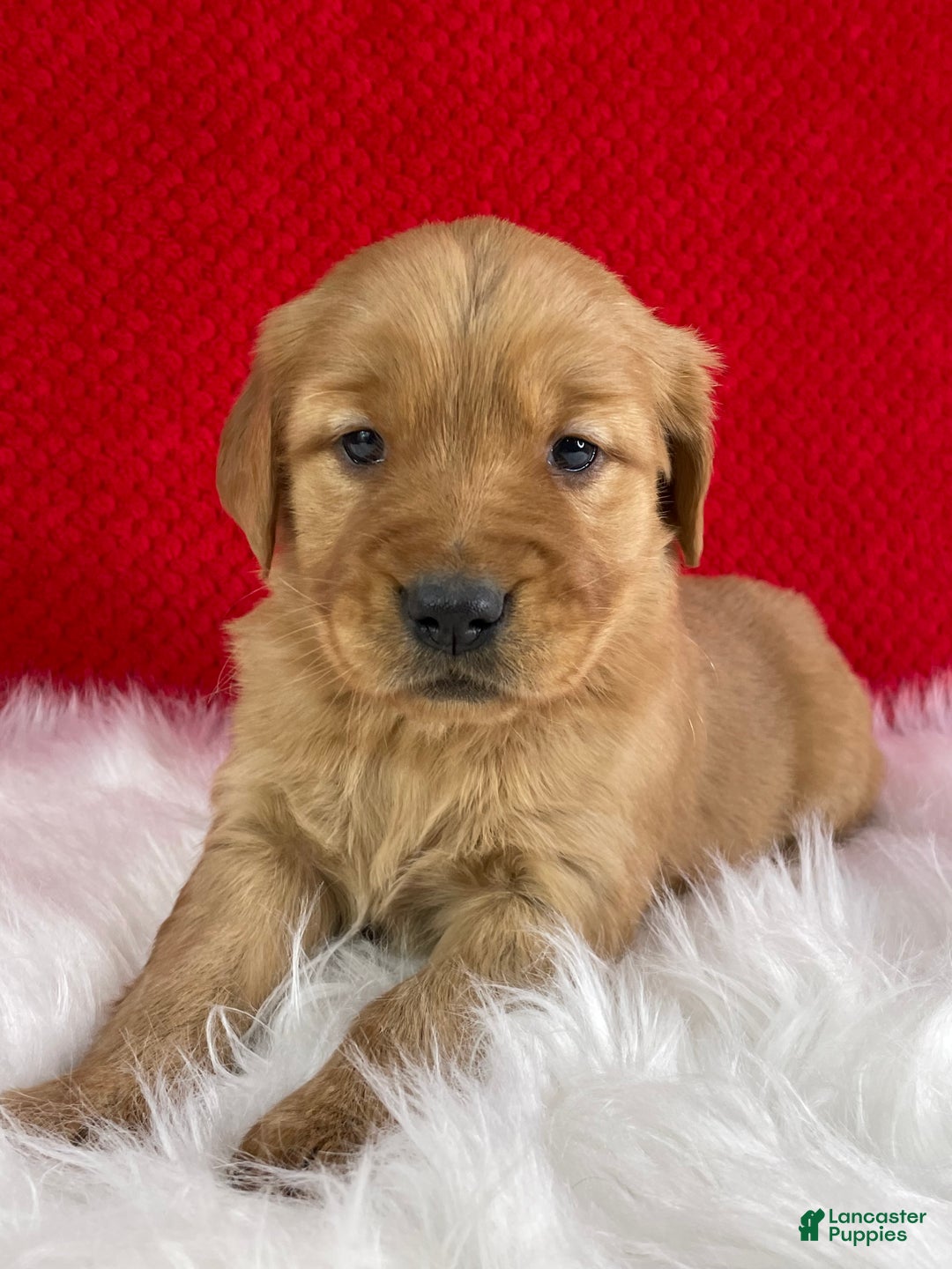 Golden Retriever dogs for sale: Stella  - Ad 1