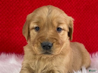 Golden Retriever dogs Stella - Ad 10