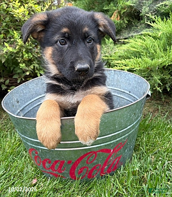 German Shepherd dogs Darcy - Ad 2