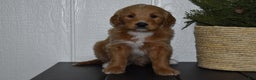 Goldendoodle dogs for sale: Turbo - Ad 4