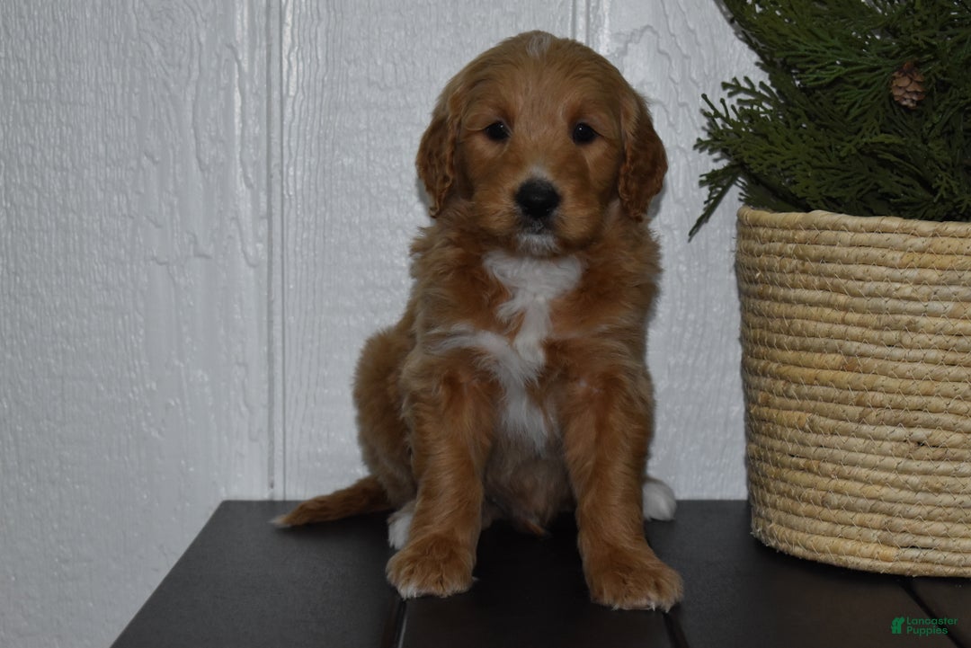 Goldendoodle dogs for sale: Turbo - Ad 4