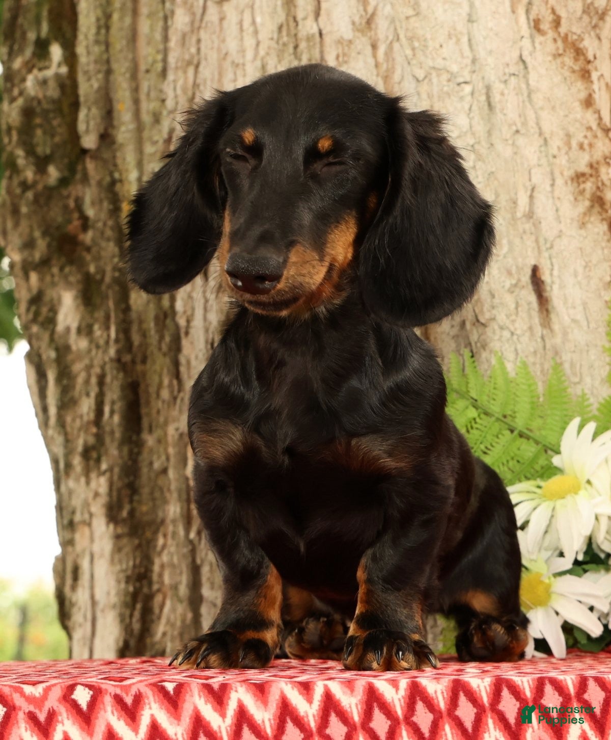 Miniature Dachshund dogs Bouncer - Ad 1
