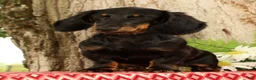 Miniature Dachshund dogs for sale: Bouncer - Ad 3