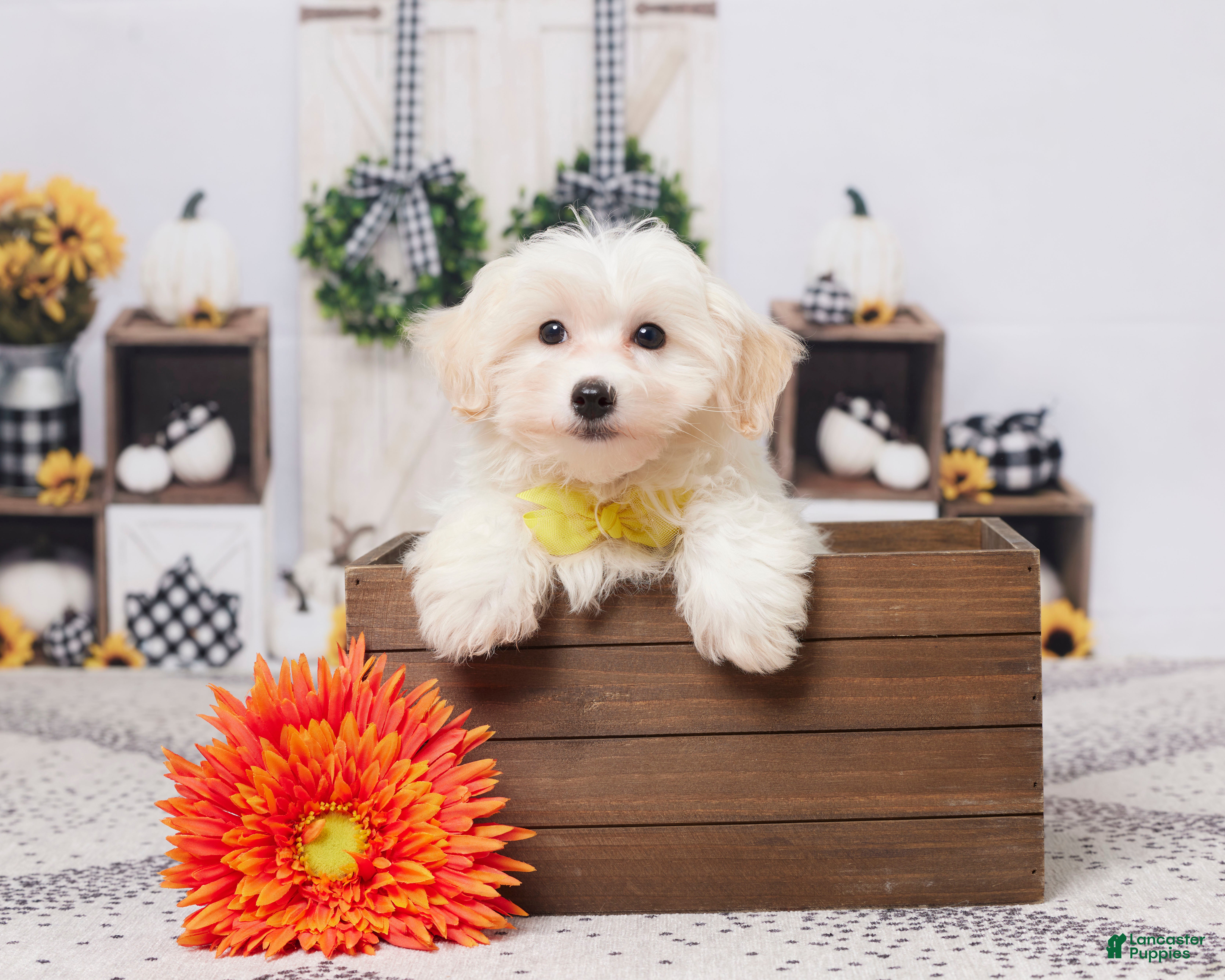 Maltipoo dogs Sammy - Ad 39