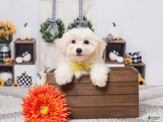 Maltipoo dogs Sammy - Ad 41