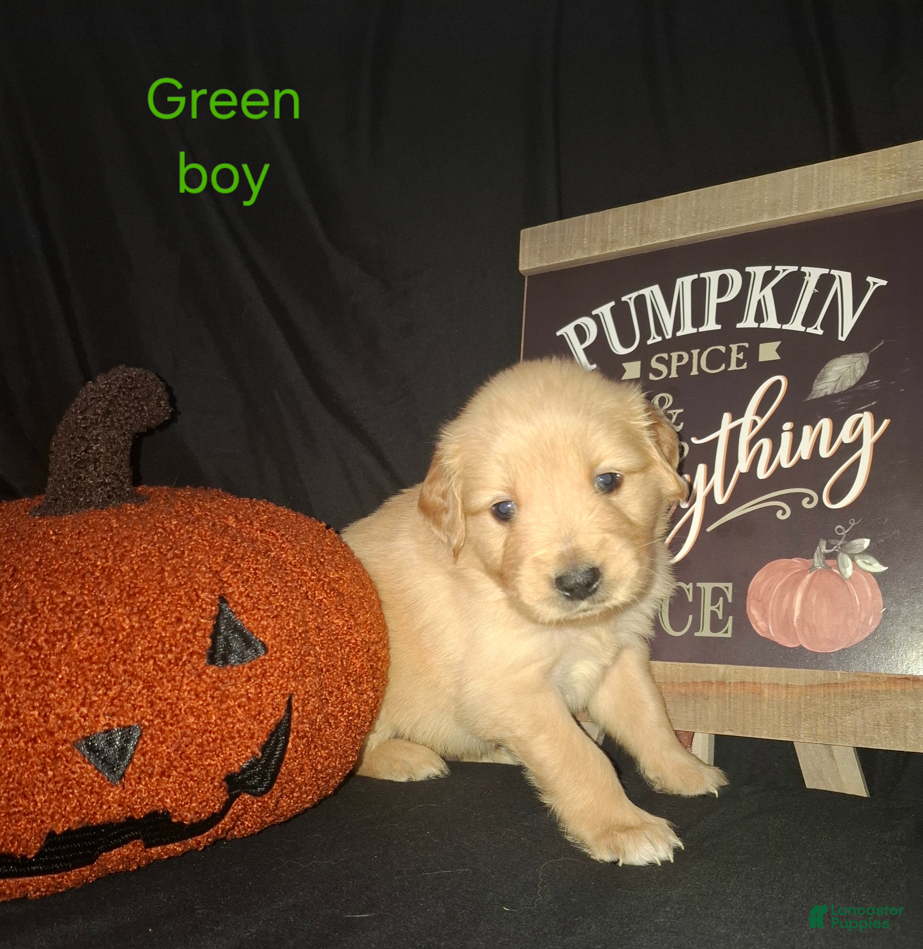 Golden Retriever dogs for sale: Golden Retriever 1 - Ad 22