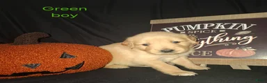 Golden Retriever 1