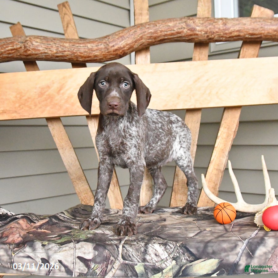 German Shorthaired Pointer dogs Wander - Ad 1