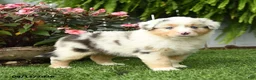 Australian Shepherd dogs for sale: River - Ad 4