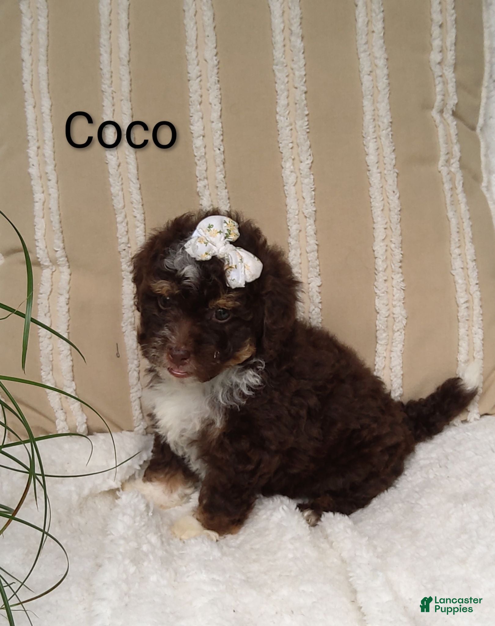 Mini Bernedoodle dogs for sale: Mini Bernedoodle 5 - Ad 4