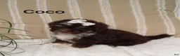 Mini Bernedoodle dogs for sale: Mini Bernedoodle 5 - Ad 1