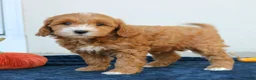Mini Goldendoodle dogs for sale: Molly  - Ad 3