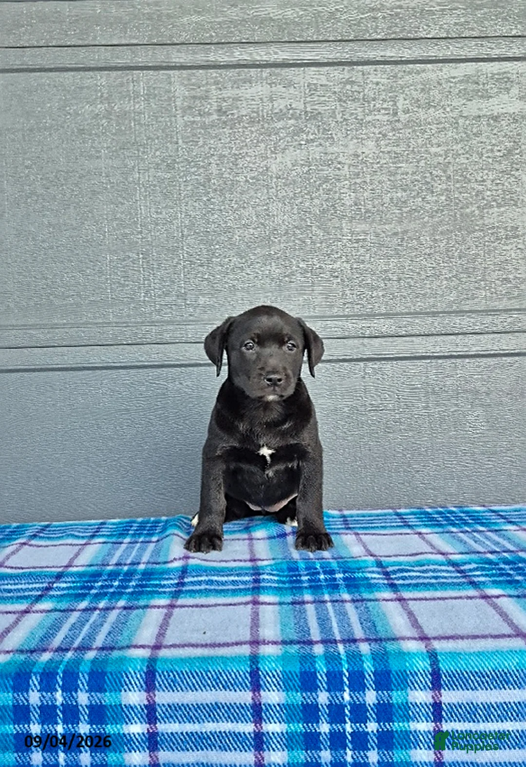Labrador Retriever dogs for sale: Ellie - Ad 3