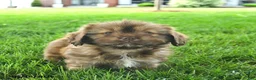 Mixed Breed dogs for sale: Scarlet - Ad 2