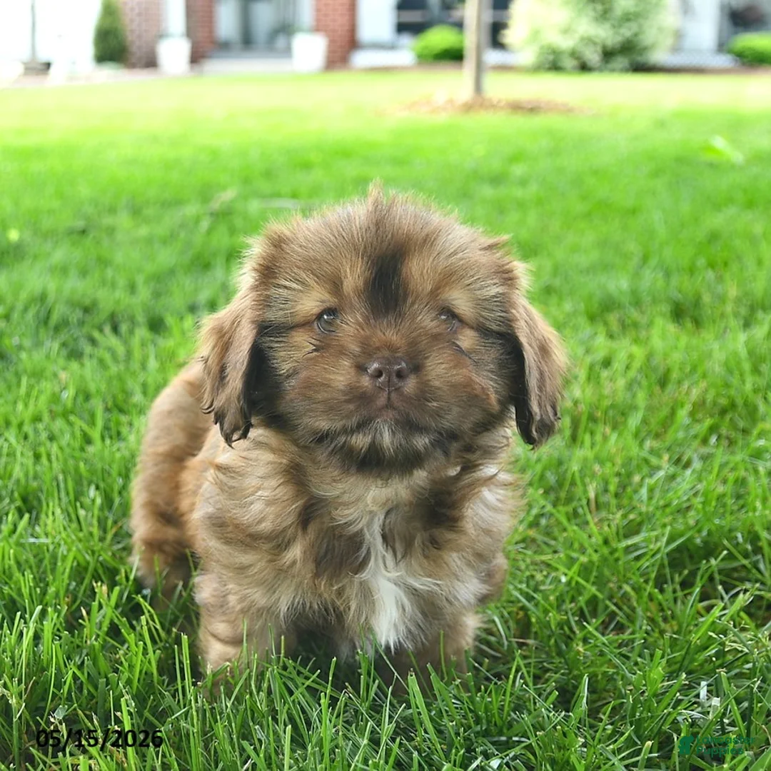 Mixed Breed dogs for sale: Scarlet - Ad 2