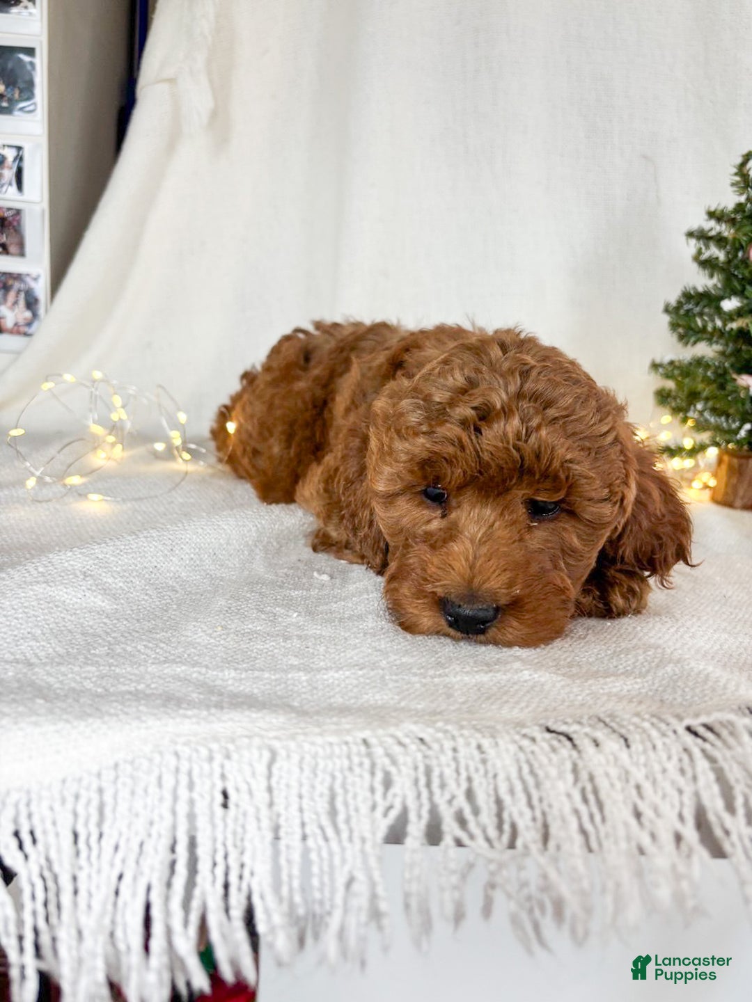 Goldendoodle dogs for sale: Penny - Ad 4