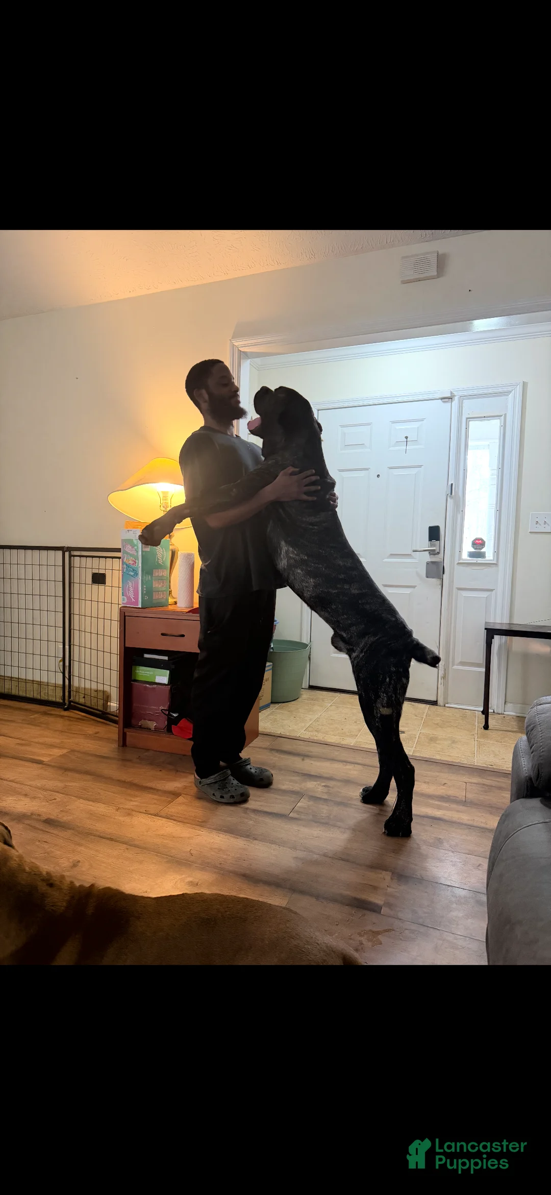 Gallery Image {{count}}