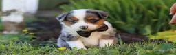 Toy Australian Shepherd dogs for sale: Thomas - Ad 3