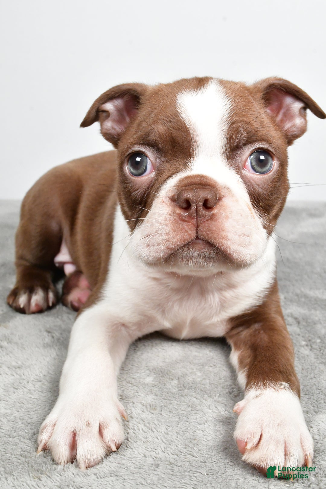 Boston Terrier dogs for sale: Jasper - Ad 6