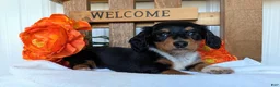 Miniature Dachshund dogs for sale: Miniature Dachshund Puppy 3 - Ad 1