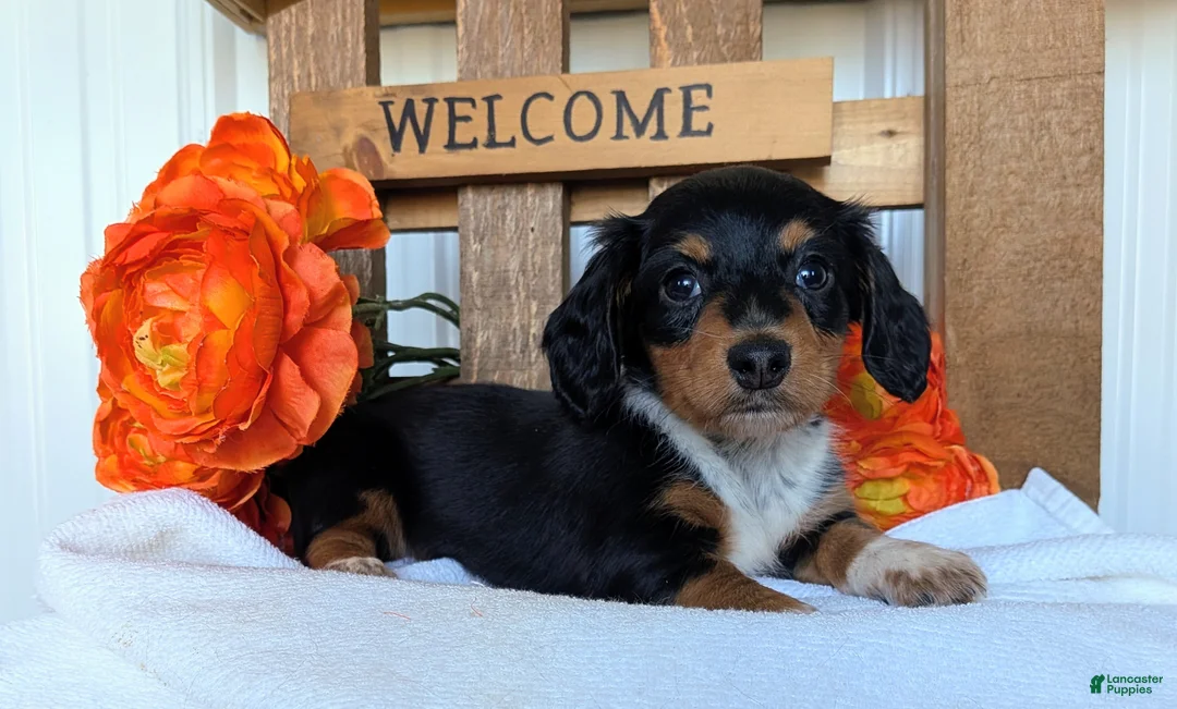 Miniature Dachshund dogs for sale: Miniature Dachshund Puppy 3 - Ad 1