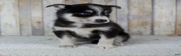 Pomsky dogs for sale: Coco - Ad 4