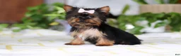 Yorkshire Terrier dogs for sale: Bella - Ad 3