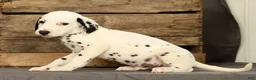 Dalmatian dogs for sale: Chip - Ad 8