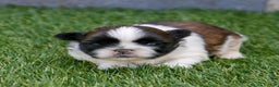 Shih Tzu dogs for sale: Charlie - Ad 15