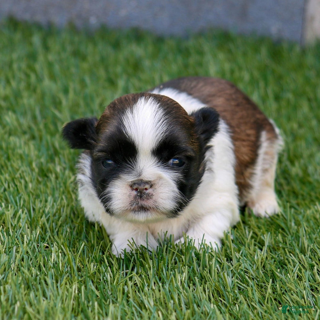 Shih Tzu dogs for sale: Charlie - Ad 15