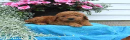 Mini Goldendoodle dogs for sale: Kevin - Ad 5