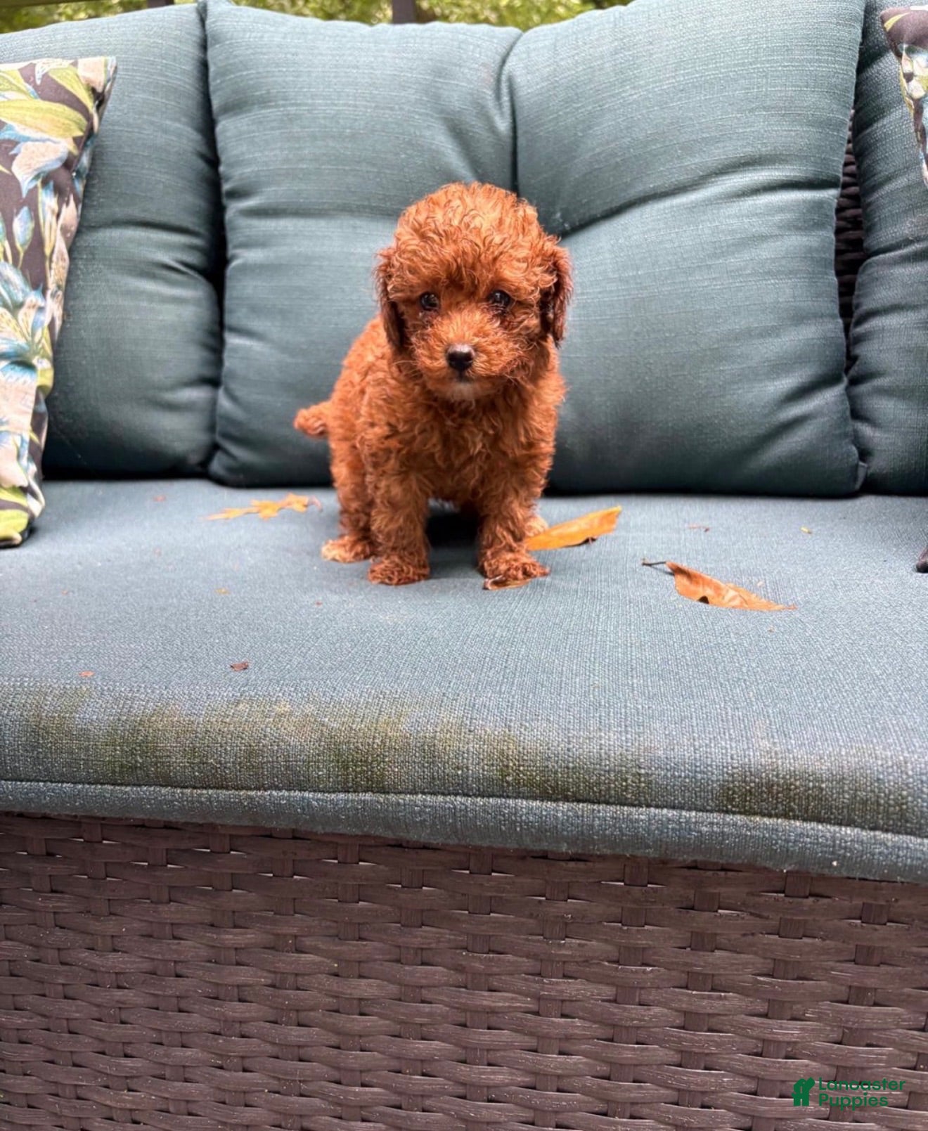 Miniature Poodle dogs Sandy - Ad 11