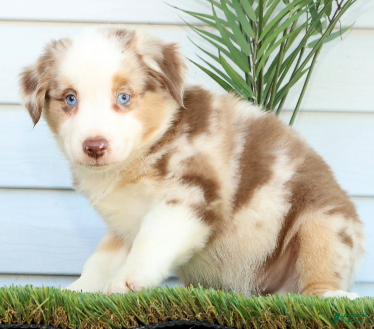 Miniature Australian Shepherd dogs for sale: Turbo - Ad 3