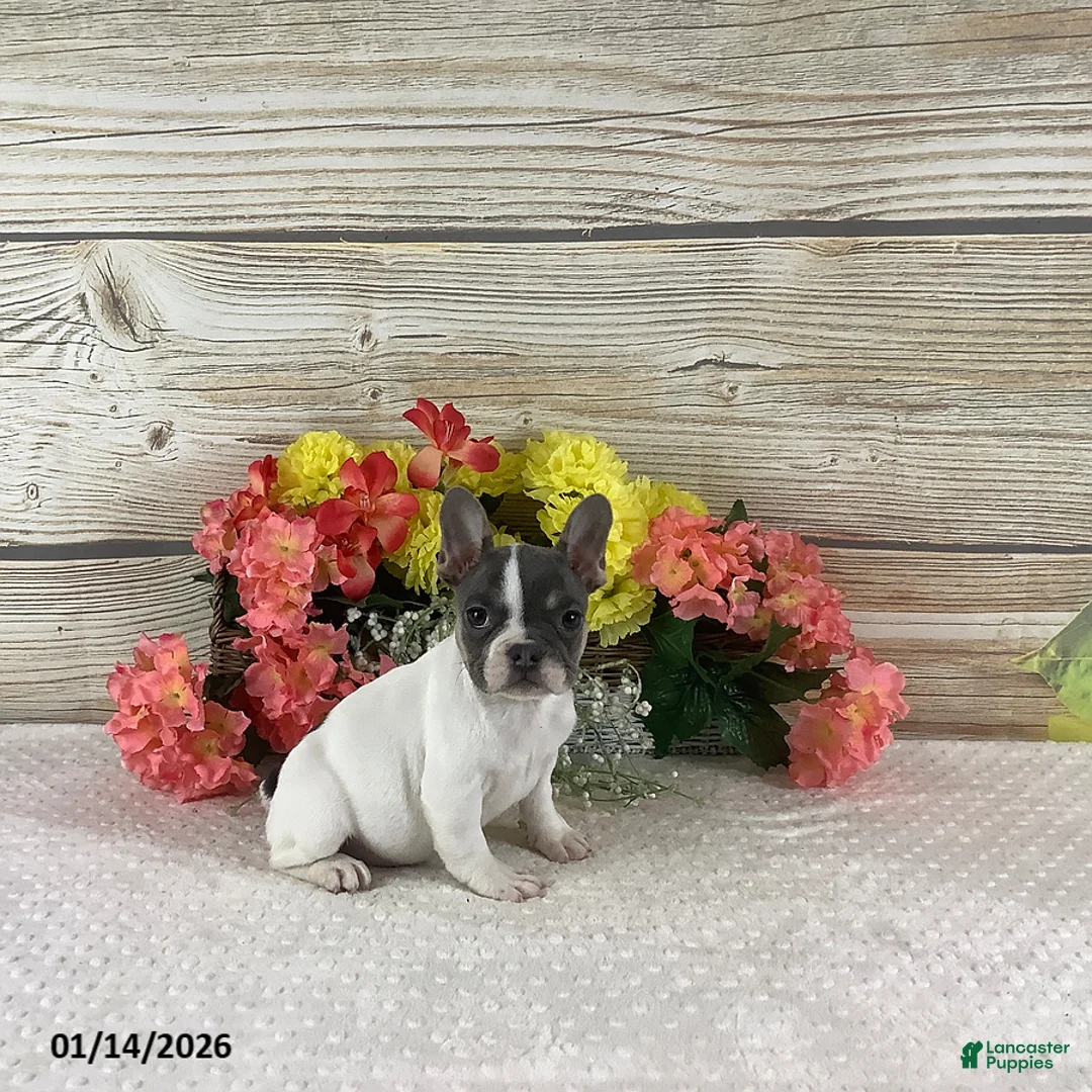French Bulldog dogs for sale: Jane - Ad 5