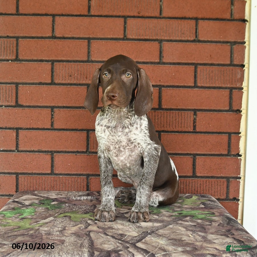 German Shorthaired Pointer dogs Gracie - Ad 2