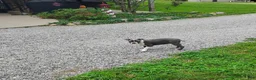 Boston Terrier dogs for sale: Razzle - Ad 8