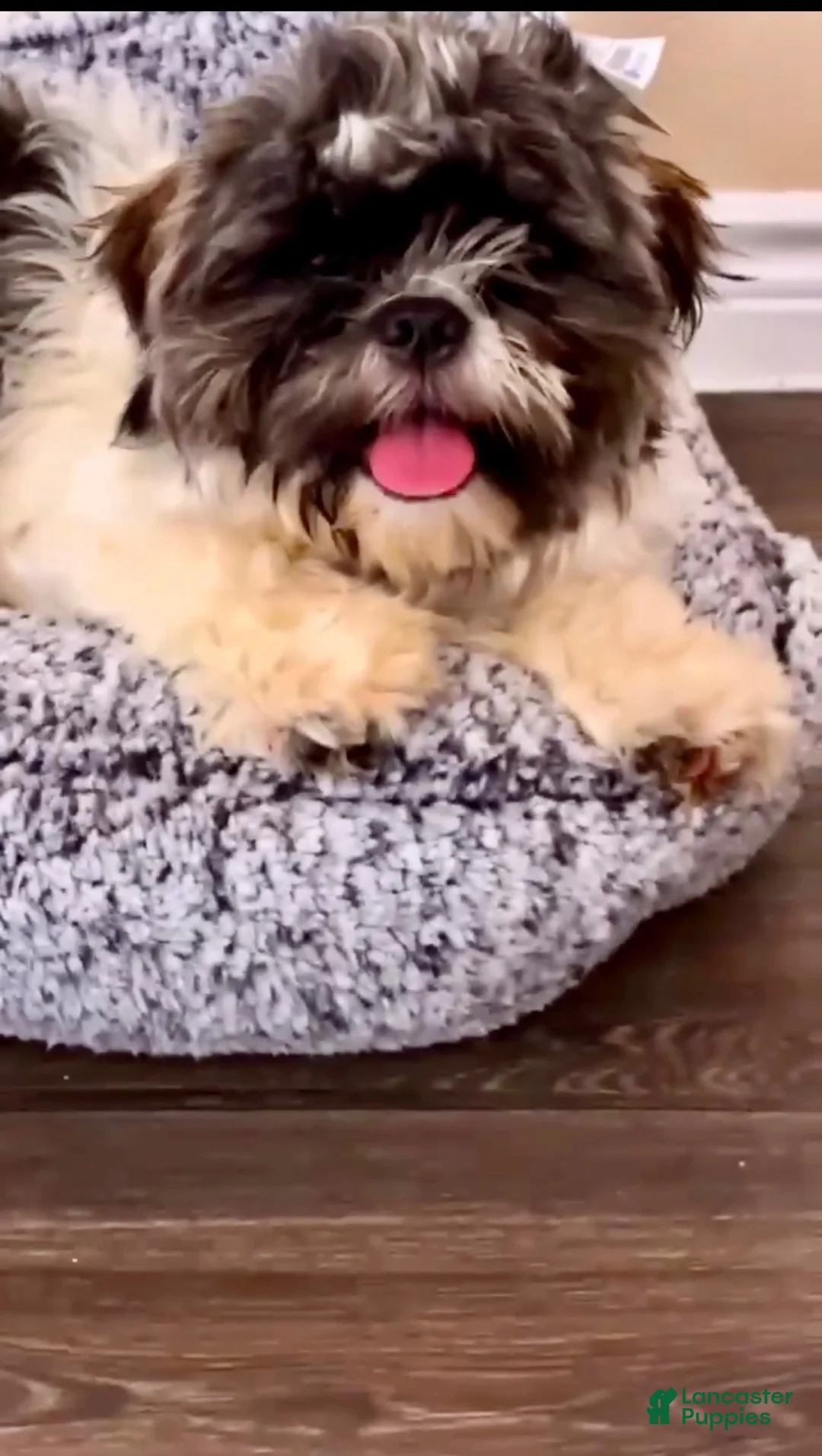 Shih Tzu dogs for sale: Shih Tzu 1 - Ad 2