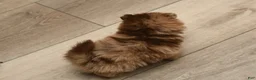Pomeranian dogs for sale: Leo - Ad 4