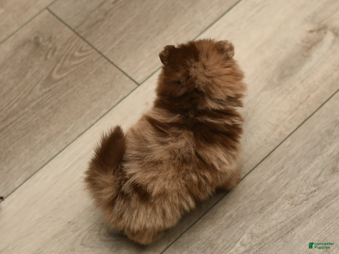 Pomeranian dogs for sale: Leo - Ad 4
